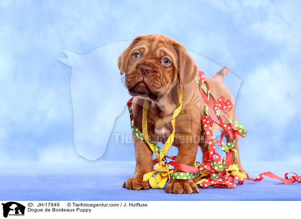 Bordeauxdogge Welpe / Dogue de Bordeaux Puppy / JH-17849