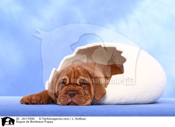 Bordeauxdogge Welpe / Dogue de Bordeaux Puppy / JH-17890