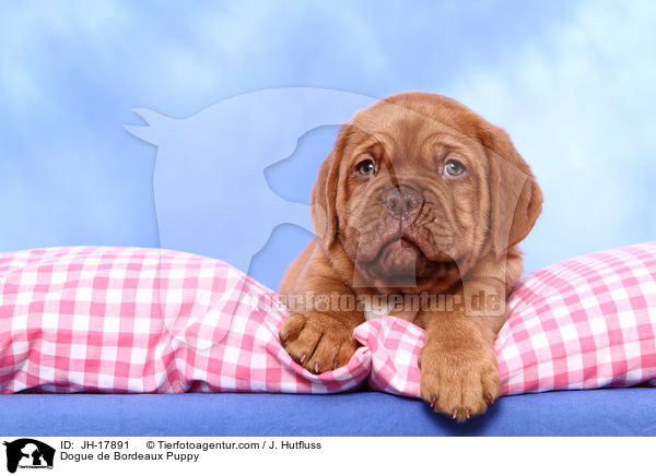 Bordeauxdogge Welpe / Dogue de Bordeaux Puppy / JH-17891