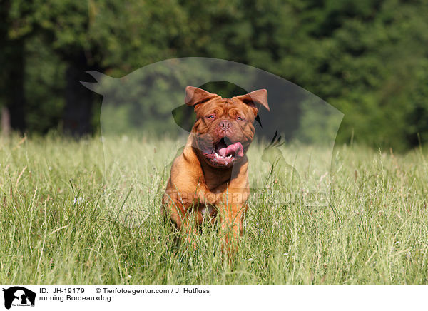 rennende Bordeauxdogge / running Bordeauxdog / JH-19179