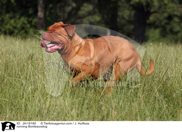rennende Bordeauxdogge / running Bordeauxdog / JH-19180