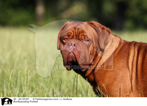 Bordeauxdogge Portrait / Bordeauxdog Portrait / JH-19187