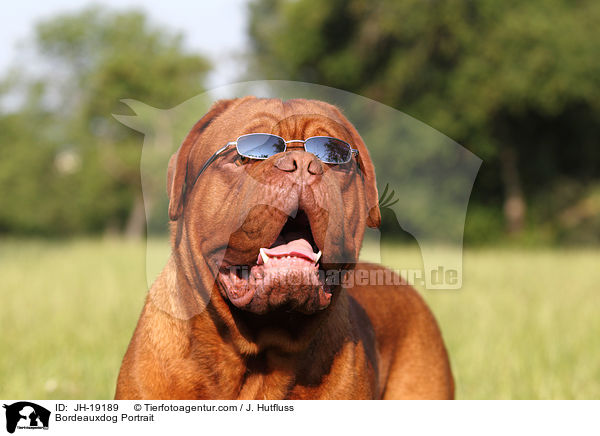 Bordeauxdogge Portrait / Bordeauxdog Portrait / JH-19189