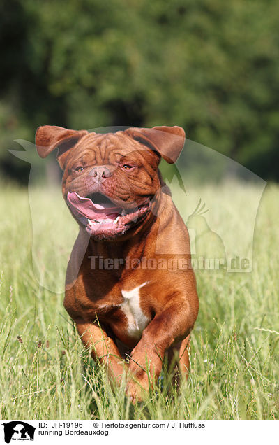 rennende Bordeauxdogge / running Bordeauxdog / JH-19196