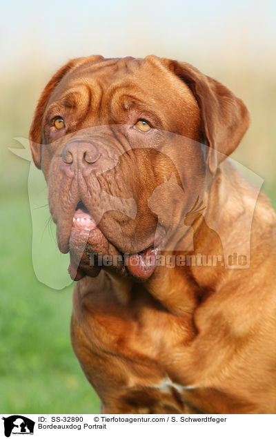 Bordeauxdogge Portrait / Bordeauxdog Portrait / SS-32890