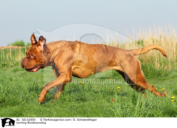 rennende Bordeauxdogge / running Bordeauxdog / SS-32900