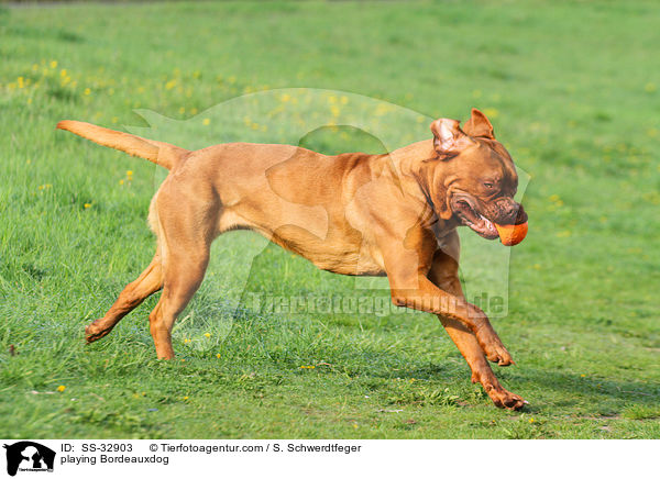 spielende Bordeauxdogge / playing Bordeauxdog / SS-32903