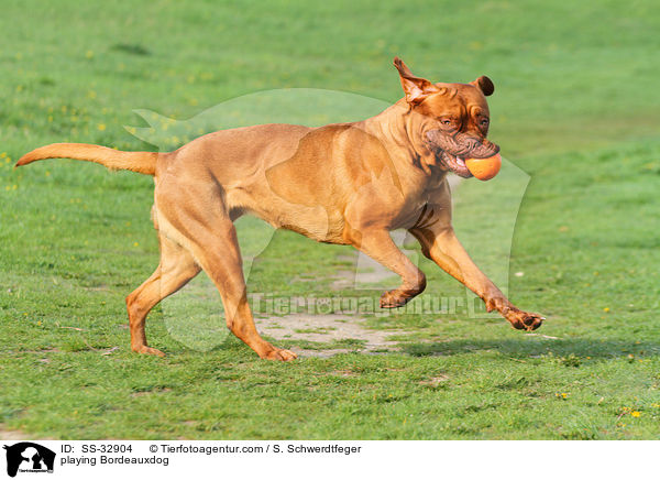 spielende Bordeauxdogge / playing Bordeauxdog / SS-32904