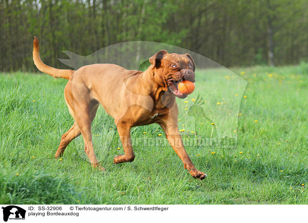 spielende Bordeauxdogge / playing Bordeauxdog / SS-32906