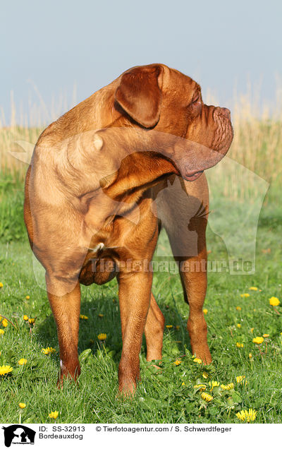 Bordeauxdogge / Bordeauxdog / SS-32913