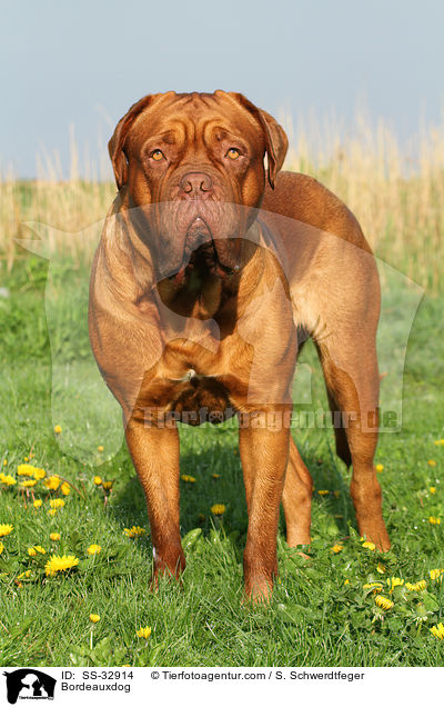 Bordeauxdogge / Bordeauxdog / SS-32914