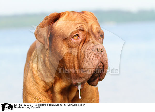 Bordeauxdogge Portrait / Bordeauxdog Portrait / SS-32932