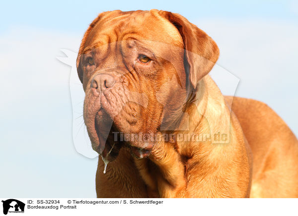 Bordeauxdogge Portrait / Bordeauxdog Portrait / SS-32934
