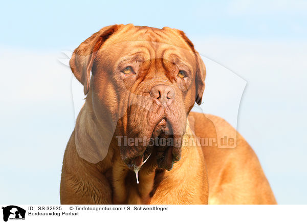 Bordeauxdog Portrait / SS-32935