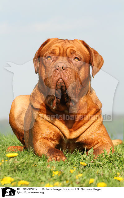 lying Bordeauxdog / SS-32939