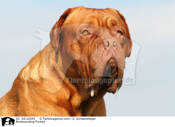 Bordeauxdogge Portrait / Bordeauxdog Portrait / SS-32945