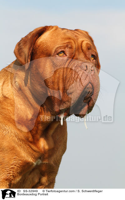 Bordeauxdogge Portrait / Bordeauxdog Portrait / SS-32949