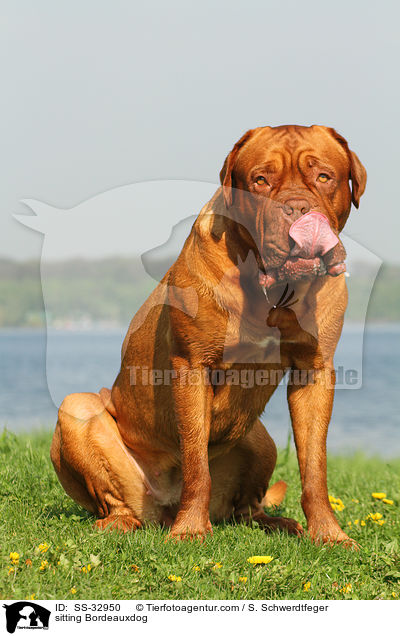 sitzende Bordeauxdogge / sitting Bordeauxdog / SS-32950