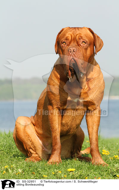 sitzende Bordeauxdogge / sitting Bordeauxdog / SS-32951