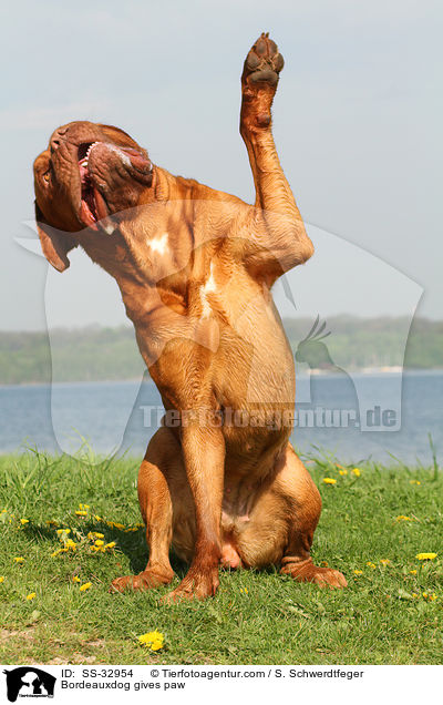 Bordeauxdogge gibt Pftchen / Bordeauxdog gives paw / SS-32954