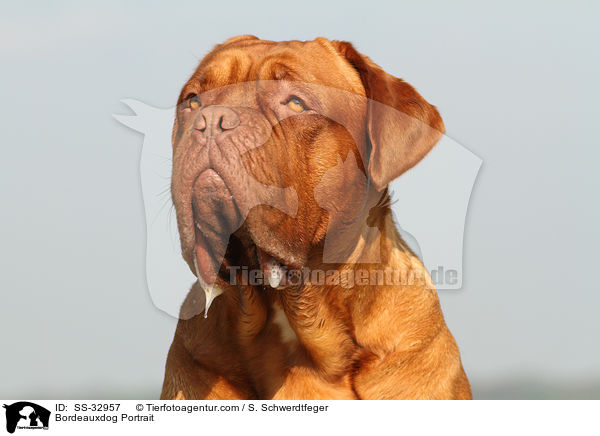 Bordeauxdogge Portrait / Bordeauxdog Portrait / SS-32957