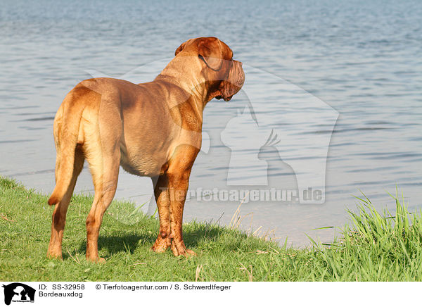 Bordeauxdogge / Bordeauxdog / SS-32958