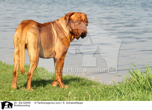 Bordeauxdogge / Bordeauxdog / SS-32959