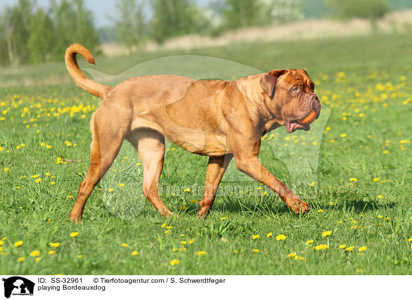spielende Bordeauxdogge / playing Bordeauxdog / SS-32961