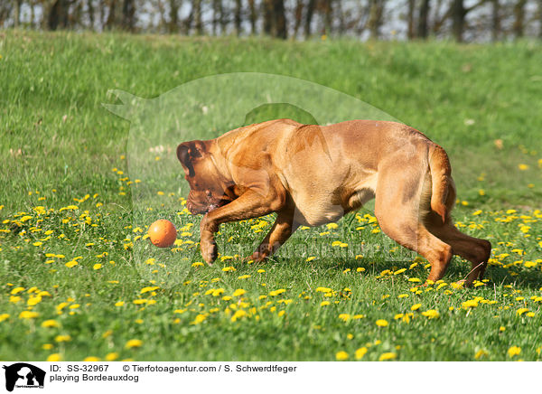 spielende Bordeauxdogge / playing Bordeauxdog / SS-32967