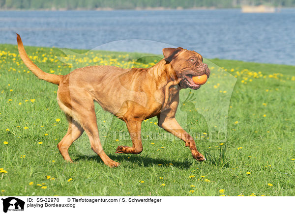 spielende Bordeauxdogge / playing Bordeauxdog / SS-32970