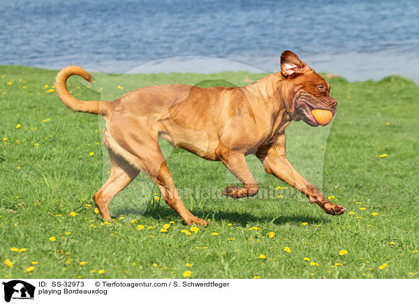 spielende Bordeauxdogge / playing Bordeauxdog / SS-32973
