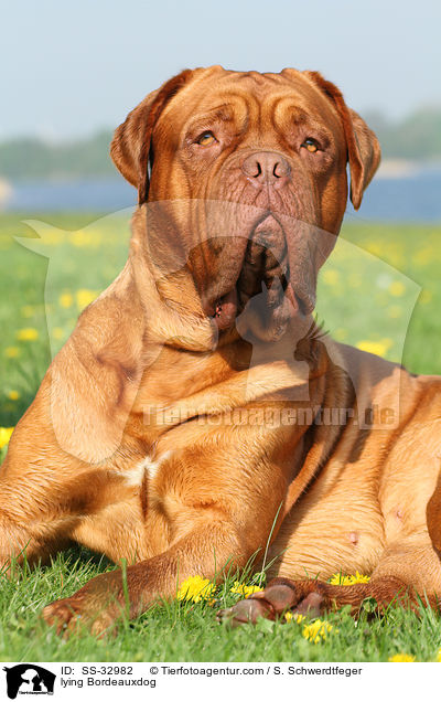 liegende Bordeauxdogge / lying Bordeauxdog / SS-32982