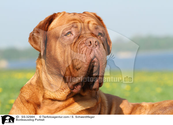 Bordeauxdog Portrait / SS-32984