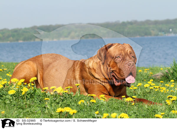 liegende Bordeauxdogge / lying Bordeauxdog / SS-32985