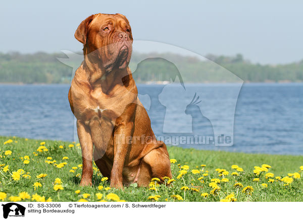 sitzende Bordeauxdogge / sitting Bordeauxdog / SS-33006