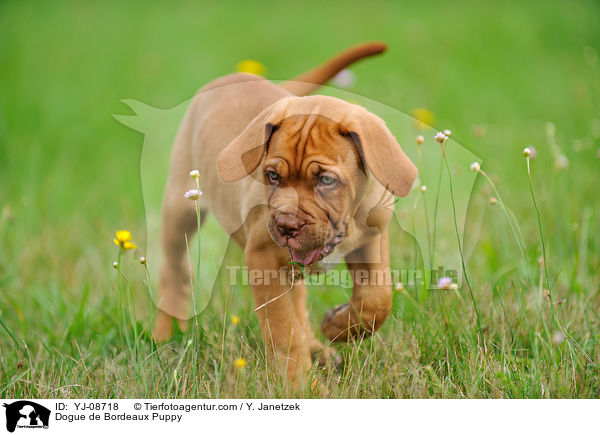 Bordeauxdogge Welpe / Dogue de Bordeaux Puppy / YJ-08718