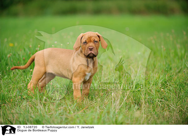 Bordeauxdogge Welpe / Dogue de Bordeaux Puppy / YJ-08720