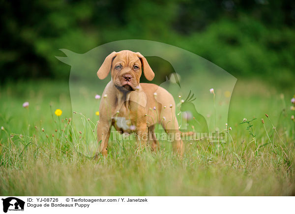Bordeauxdogge Welpe / Dogue de Bordeaux Puppy / YJ-08726