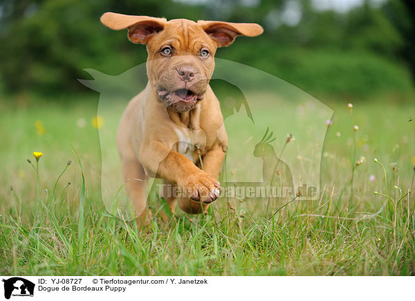 Bordeauxdogge Welpe / Dogue de Bordeaux Puppy / YJ-08727