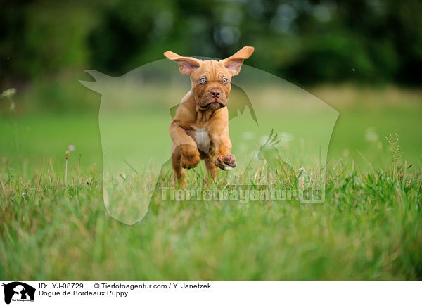 Bordeauxdogge Welpe / Dogue de Bordeaux Puppy / YJ-08729