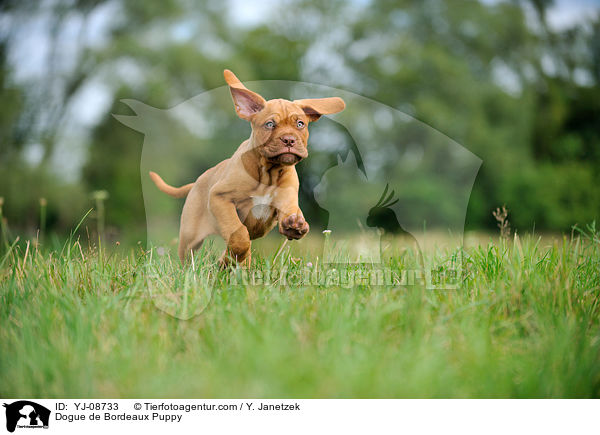 Bordeauxdogge Welpe / Dogue de Bordeaux Puppy / YJ-08733