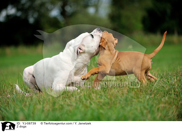 2 Hunde / 2 dogs / YJ-08739