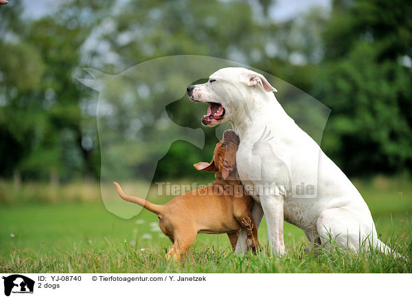 2 Hunde / 2 dogs / YJ-08740