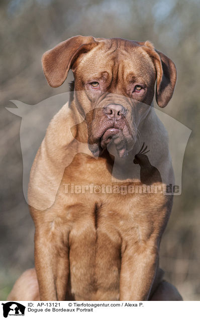 Bordeauxdogge Portrait / Dogue de Bordeaux Portrait / AP-13121