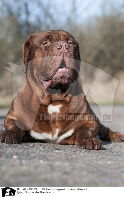 liegende Bordeauxdogge / lying Dogue de Bordeaux / AP-13124