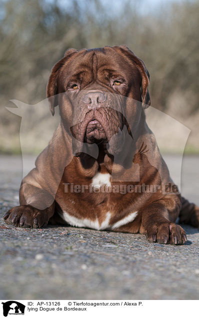 liegende Bordeauxdogge / lying Dogue de Bordeaux / AP-13126