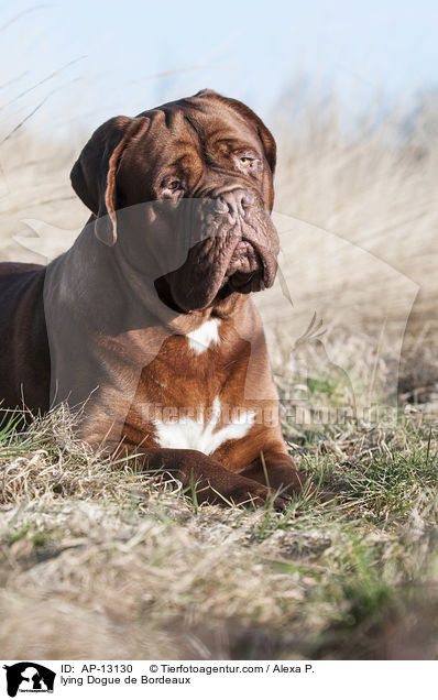 liegende Bordeauxdogge / lying Dogue de Bordeaux / AP-13130