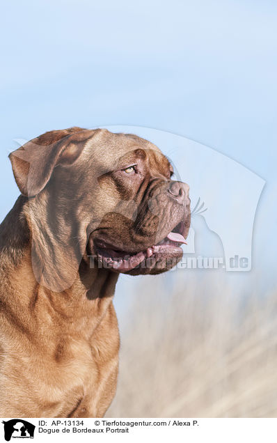 Bordeauxdogge Portrait / Dogue de Bordeaux Portrait / AP-13134