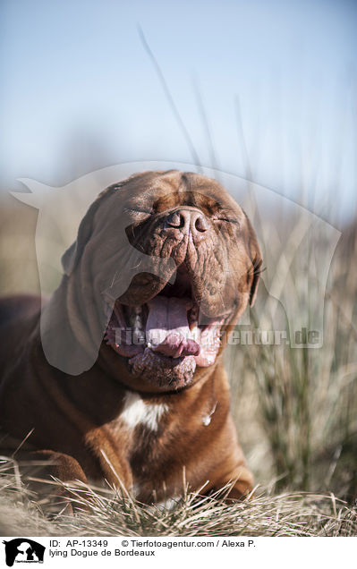 liegende Bordeauxdogge / lying Dogue de Bordeaux / AP-13349