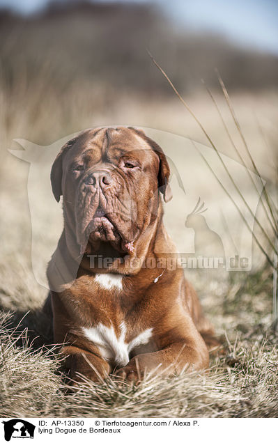 liegende Bordeauxdogge / lying Dogue de Bordeaux / AP-13350